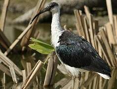 Straw-necked Ibis