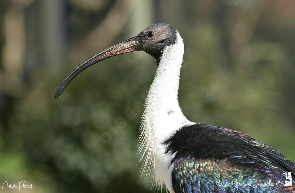 Ibis d'Australie