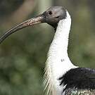 Ibis d'Australie