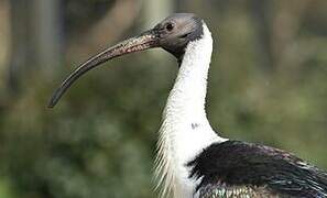 Straw-necked Ibis