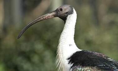 Ibis d'Australie