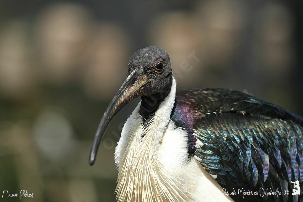 Ibis d'Australie