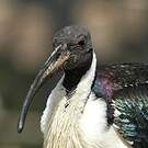 Ibis d'Australie