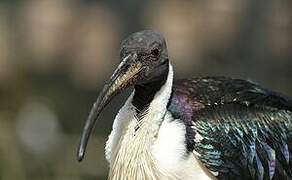 Straw-necked Ibis