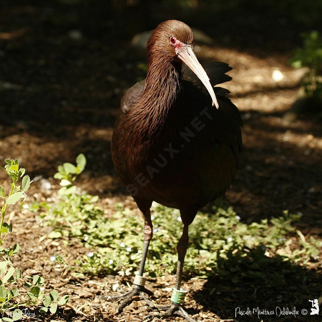 Ibis de Ridgway