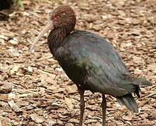 Puna Ibis