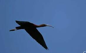 Glossy Ibis