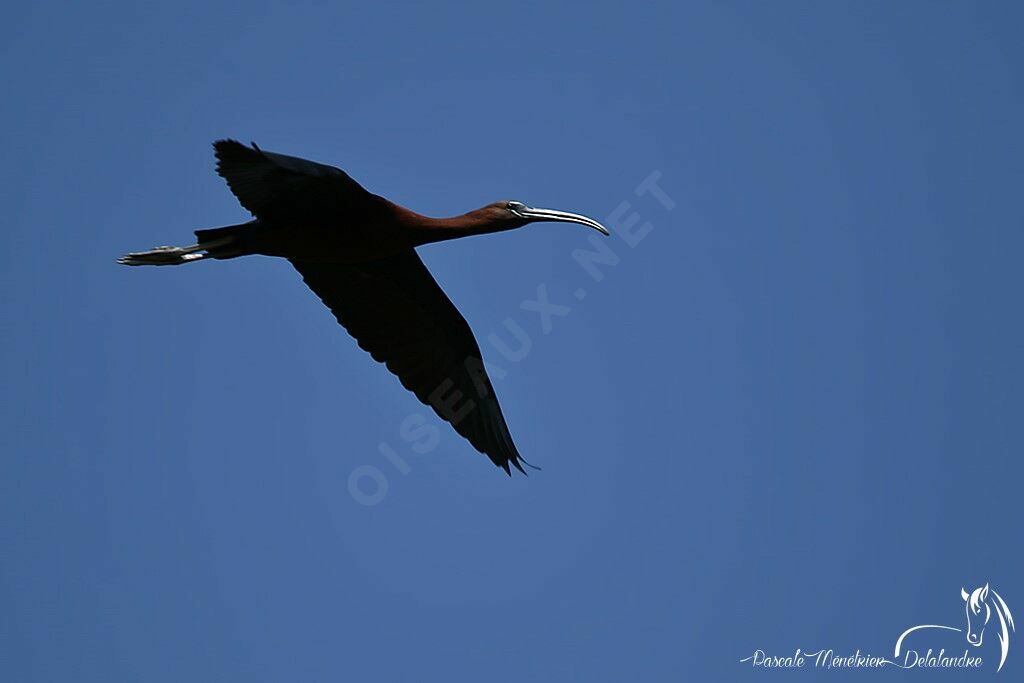 Glossy Ibis