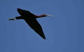 Glossy Ibis