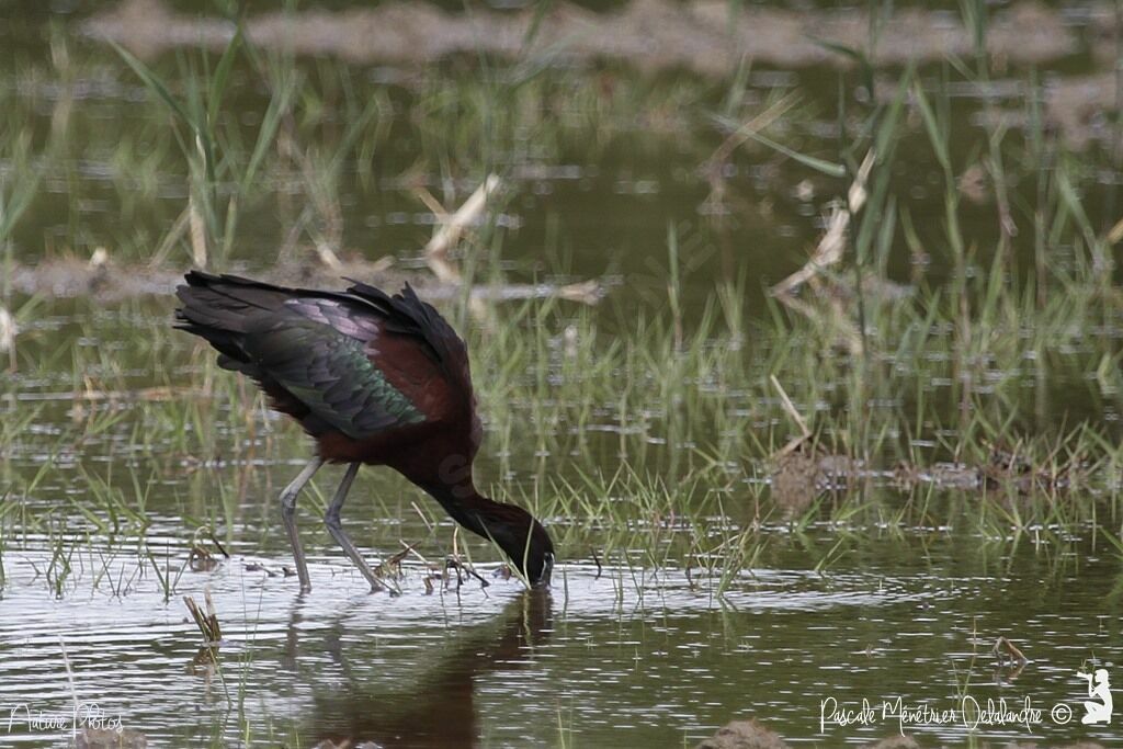 Ibis falcinelle