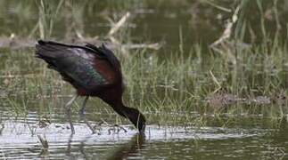 Glossy Ibis