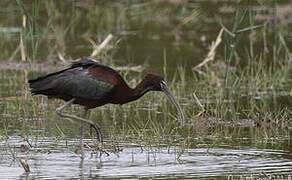 Glossy Ibis