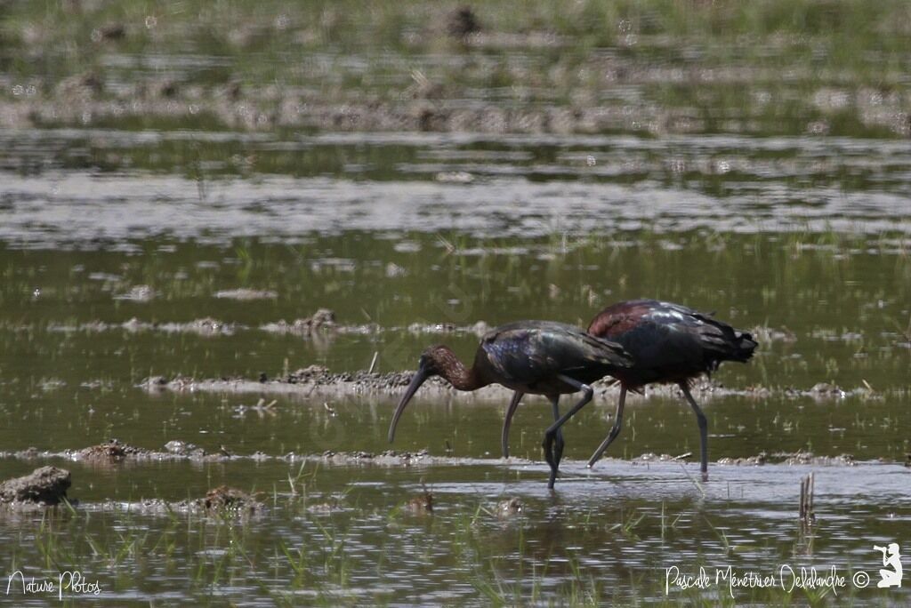 Glossy Ibis