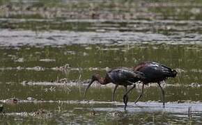 Glossy Ibis