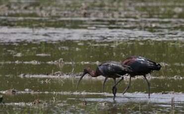 Ibis falcinelle