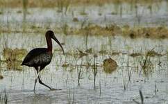 Ibis falcinelle