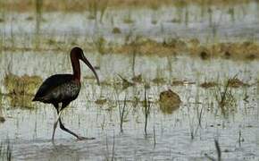 Glossy Ibis