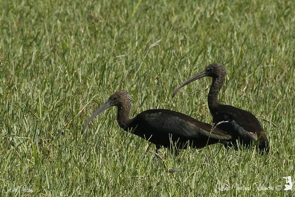 Ibis falcinelle