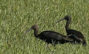 Glossy Ibis