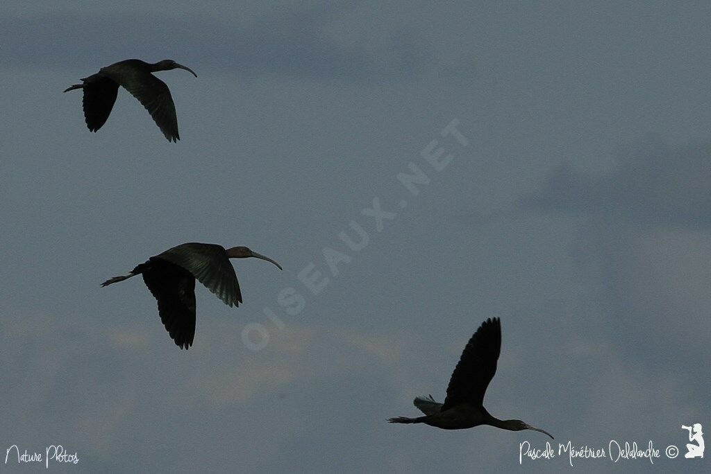 Ibis falcinelle