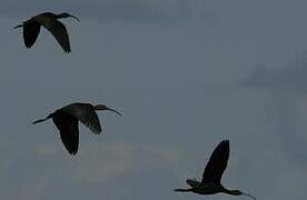 Glossy Ibis