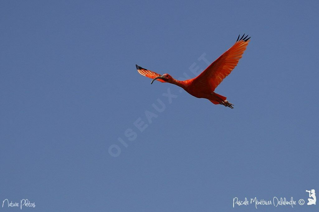 Scarlet Ibis