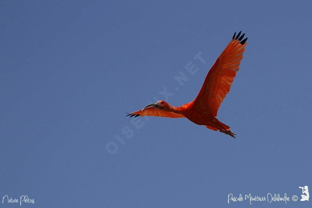 Scarlet Ibis