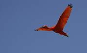 Ibis rouge