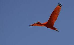 Scarlet Ibis