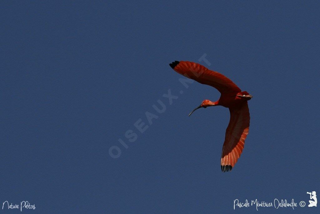 Scarlet Ibis