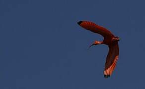 Scarlet Ibis