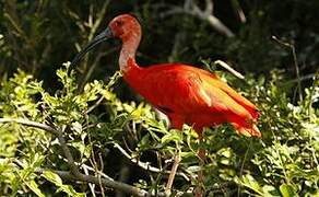 Ibis rouge