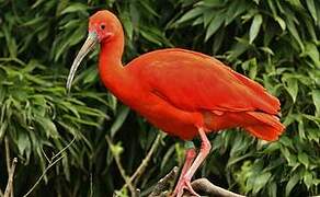 Ibis rouge