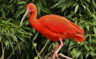 Ibis rouge