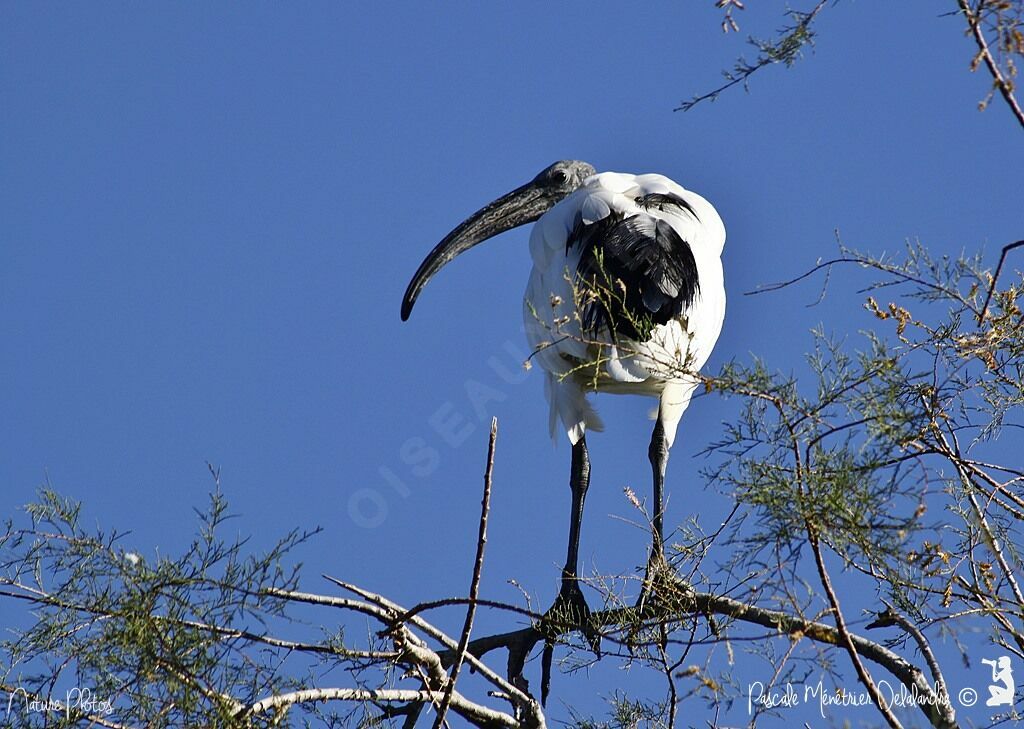 African Sacred Ibis