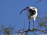 Ibis sacré