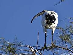 African Sacred Ibis