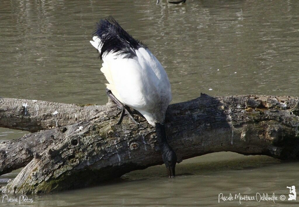 African Sacred Ibis