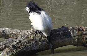 African Sacred Ibis