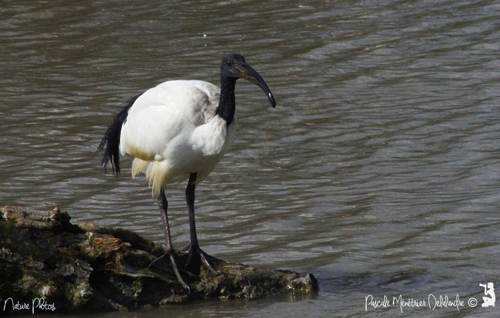 Ibis sacré