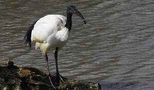 African Sacred Ibis