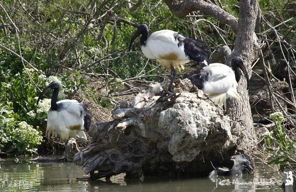 African Sacred Ibis