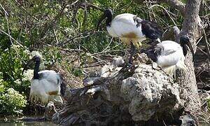 African Sacred Ibis