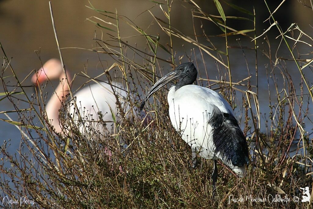 African Sacred Ibis