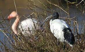 African Sacred Ibis