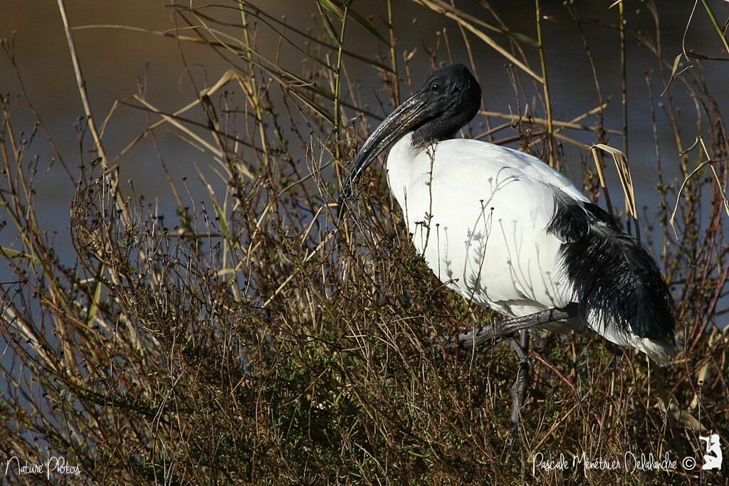 Ibis sacré