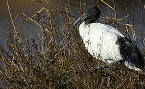 African Sacred Ibis