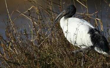 Ibis sacré