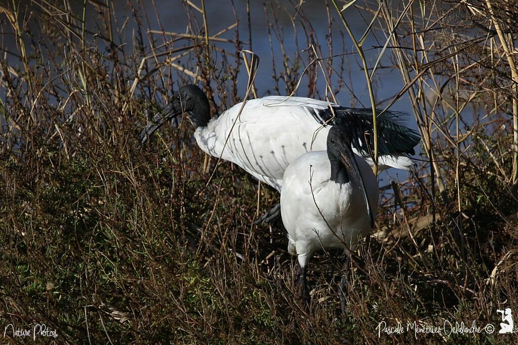 African Sacred Ibis