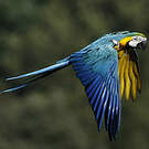 Ara bleu